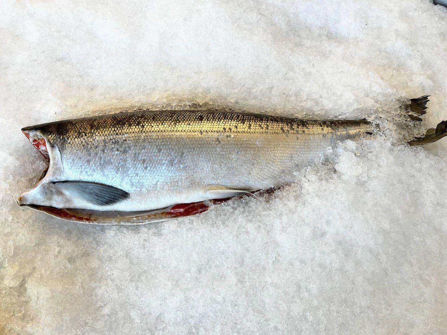 Wild Caught Pink Salmon